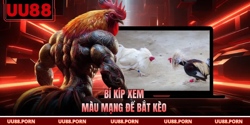 Bí kíp xem màu mạng để bắt kèo