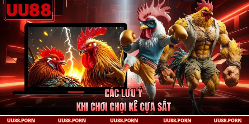Các lưu ý khi chơi chọi kê cựa sắt