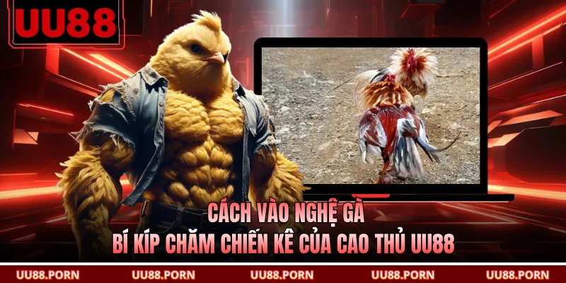 Cách Vào Nghệ Gà - Bí Kíp Chăm Chiến Kê Của Cao Thủ UU88
