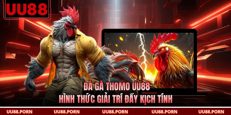 Đá Gà Thomo UU88 - Hình Thức Giải Trí Đầy Kịch Tính